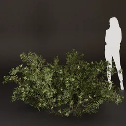 SJ-Old Village Road Bush