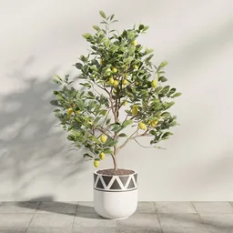 Lemon Tree Planter