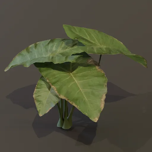 Elephant Ear Taro Plant Tiny