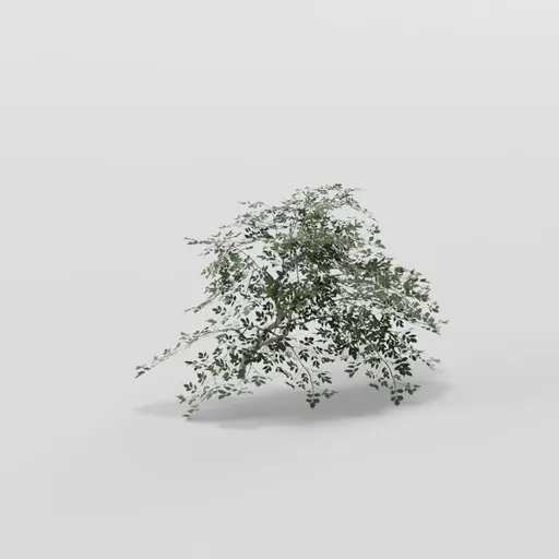 Short Elder Tree