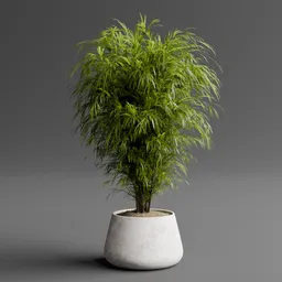 Bambo Palm Plant