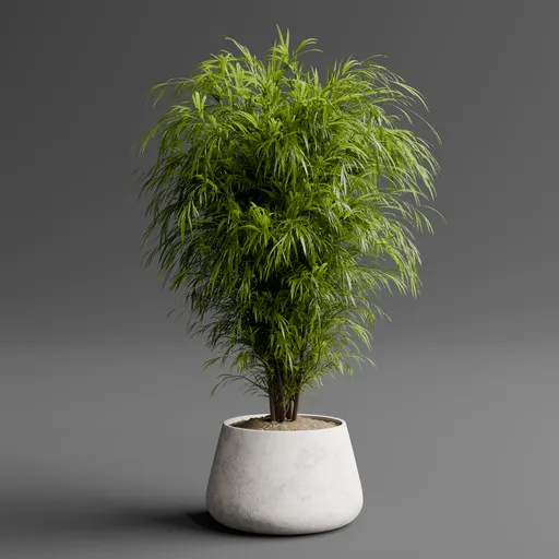 Bambo Palm Plant