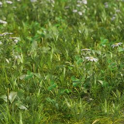 Grass meadow mix - Camomille, plantago and clover  Large area