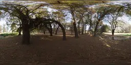 360-degree HDR panorama of a forest scene with sunlight filtering through trees for realistic lighting in 3D environments.