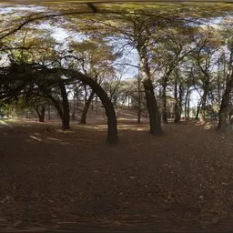 Woods