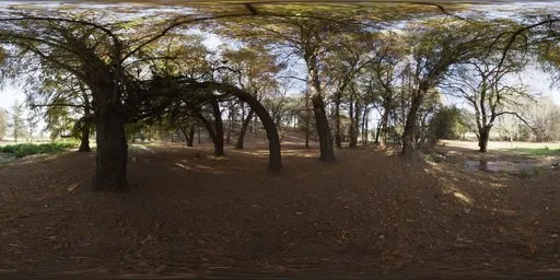 Woods