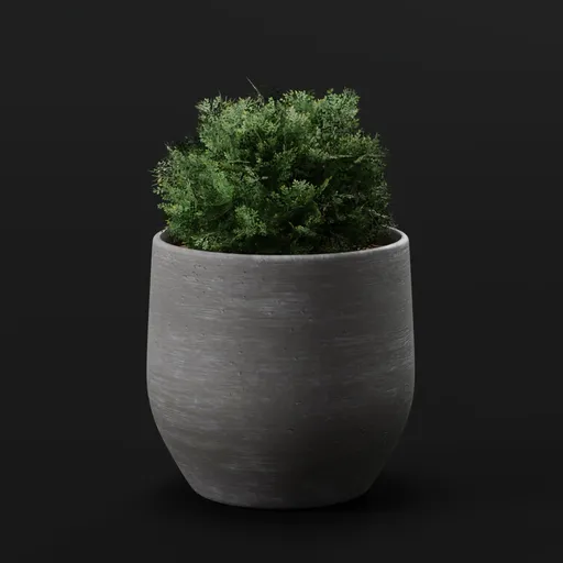 Plant Holly Bush Potted