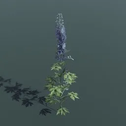 Plant Larkspur Large