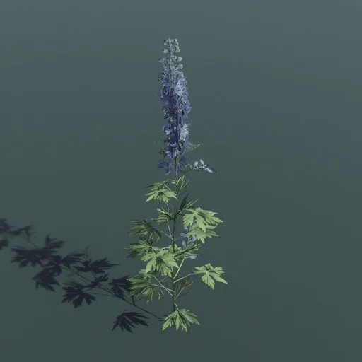 Plant Larkspur Large
