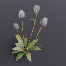 Plant Bistortoides Small