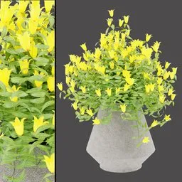 Golden Bellflower Planter