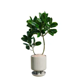 Rubber Ficus Elastica Abidjan Melany