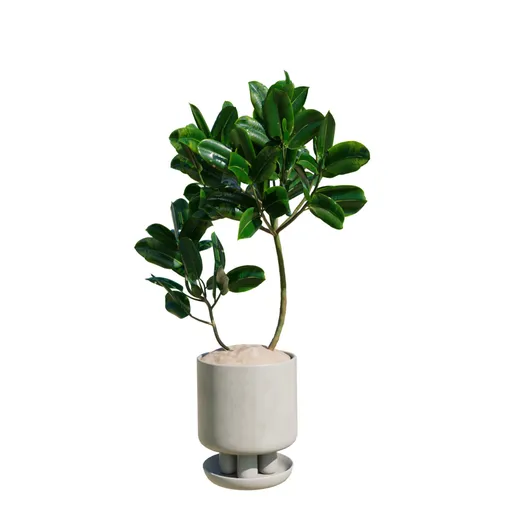 Rubber Ficus Elastica Abidjan Melany