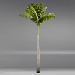 Imperial PalmTree