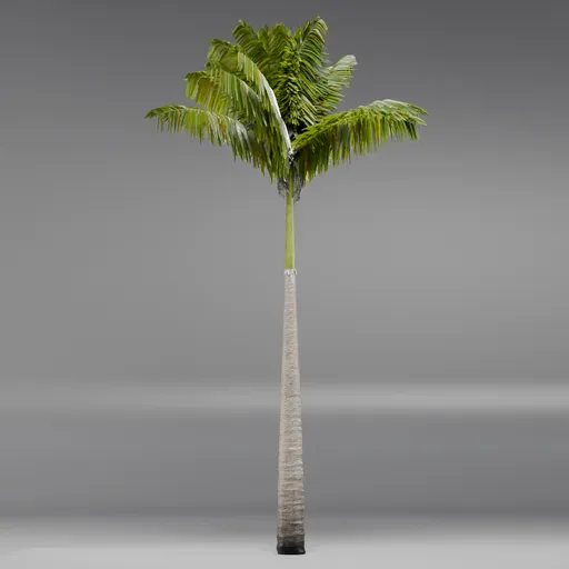 Imperial PalmTree