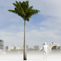 Imperial PalmTree