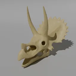 Triceratops Heda Skull.