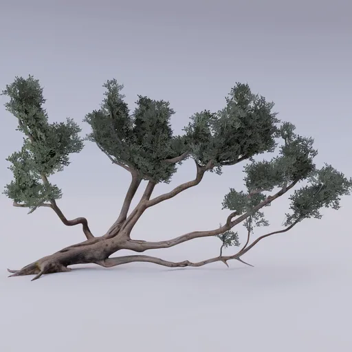 Park Japanese Garden Tree laying