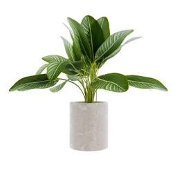 Plant - Dense Bird of Paradise