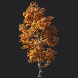 Trident maple tree