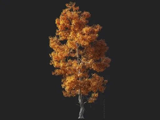 Trident maple tree