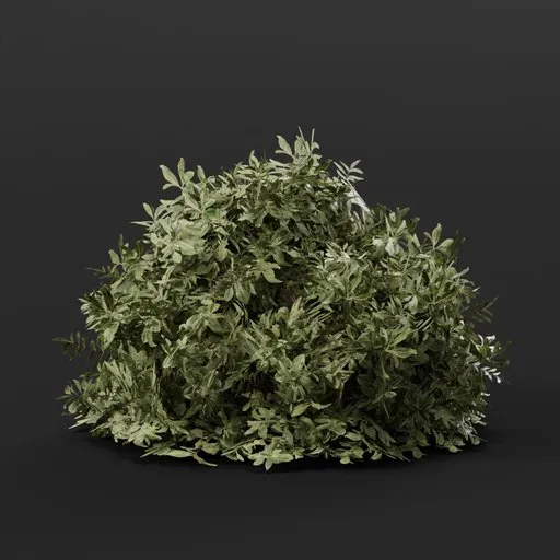 Button Bush Medium