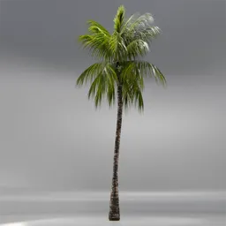 Coconut Tree Rigged and Animated
