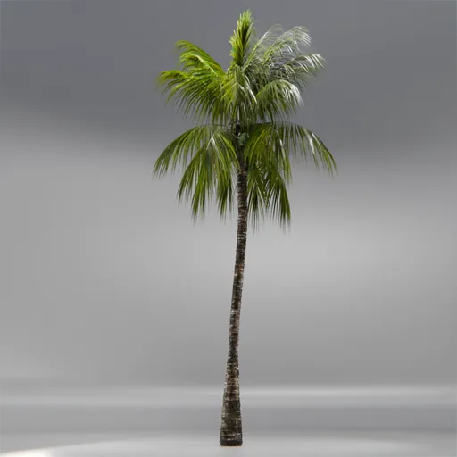 Coconut Tree Rigged and Animated