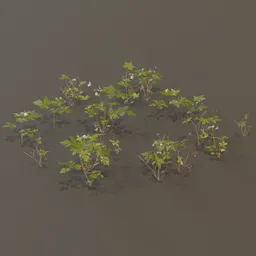 Herb Robert Geranium Robertianum Small