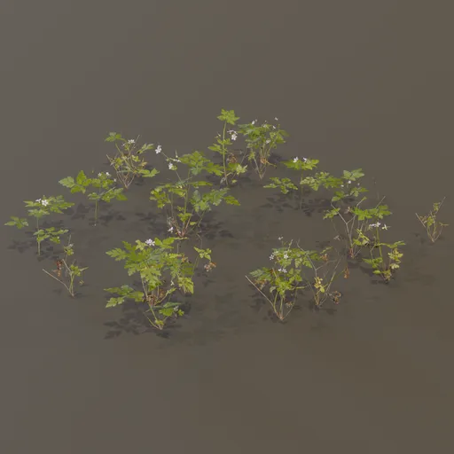 Herb Robert Geranium Robertianum Small