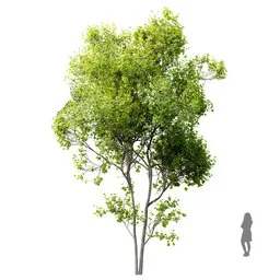 Highly detailed 12.5m Acer Saccharinum 3D model with 4K textures, suited for Blender rendering.