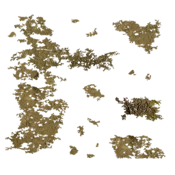 Betula luminifera Moss