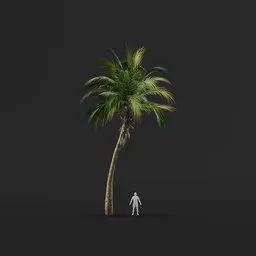 Palm Tree (Spring) - Medium Thick Natural