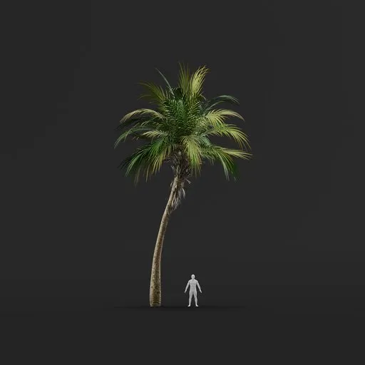 Palm Tree (Spring) - Medium Thick Natural
