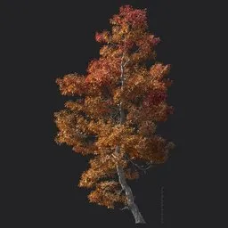 Trident Maple Tree