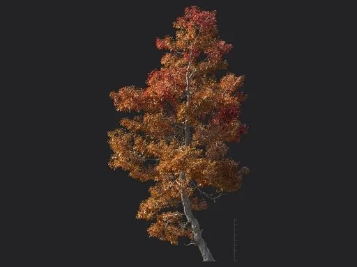 Trident Maple Tree