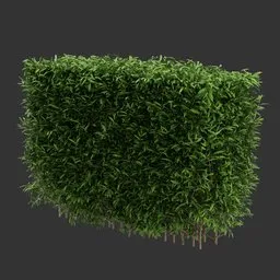 Hedge Bush Plant