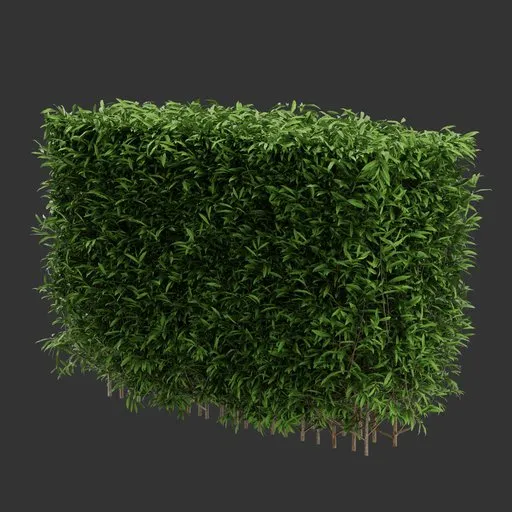 Hedge Bush Plant