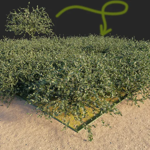 Bush