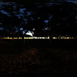 Morning Forest HDR optimised 12K