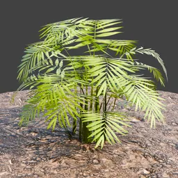 Wild Plant Parlor palm