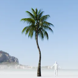 Coconut Tree