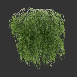 Wall Hanging Plant