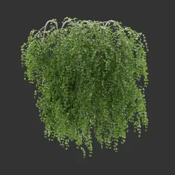 Wall Hanging Plant