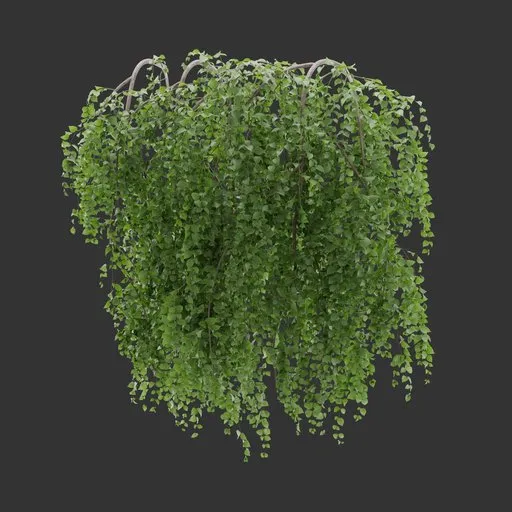 Wall Hanging Plant