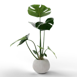 "Small monstera plant in white vase on black background created in Blender 3D. Inspired by artist Joachim Patinir with beautiful flagstone details and volumetric lighting. Perfect for indoor nature decor and trending on ArtStation."