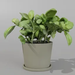 Realistic Blender 3D model of a potted basil plant suitable for indoor renders and culinary scenes.
