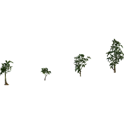 Pachira Aquatica 01