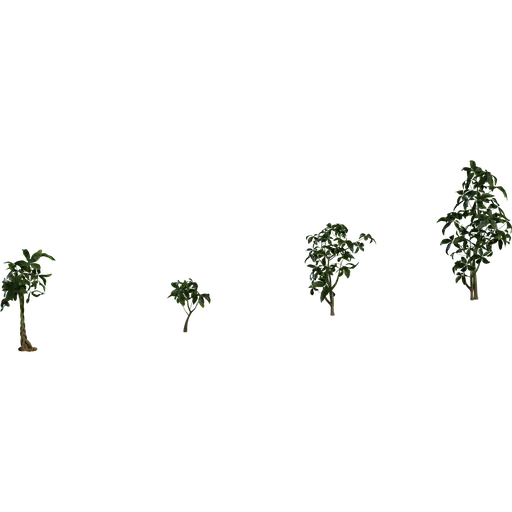 Pachira Aquatica 01