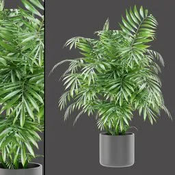 Tropical Palm Bush